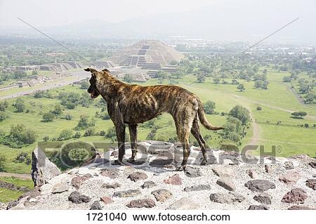 Stock Image - Full length of dog standing on Sun Pyramid against view of Moon Pyramid, Teotihuacan, Mexico. Fotosearch