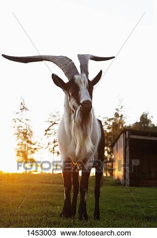Full length of horned goat standing on field against clear sky View Large Photo Image Stock Image - Full length of horned goat standing on field against clear sky. Fotosearch