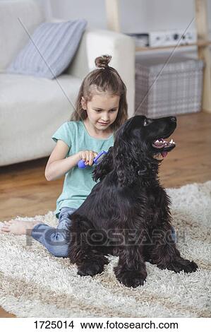 Picture - Girl brushing Cocker Spaniel hair in living room at home. Fotosearch