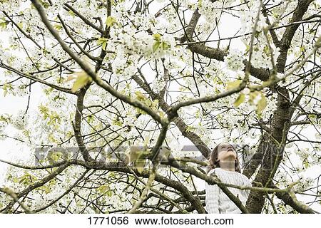 Girl climbing spring apple blossom tree View Large Photo Image Stock Photograph - Girl climbing spring apple blossom tree. Fotosearch