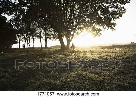 Stock Photo - Girl feeding chickens under sunny, rural tree. Fotosearch
