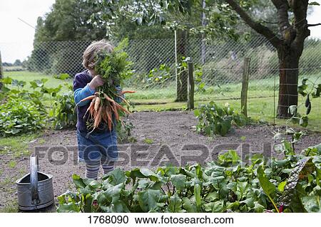 Girl harvesting carrots in vegetable garden View Large Photo Image Stock Image - Girl harvesting carrots in vegetable garden. Fotosearch