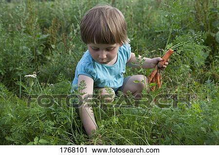 Girl harvesting carrots in vegetable garden View Large Photo Image Stock Image - Girl harvesting carrots in vegetable garden. Fotosearch