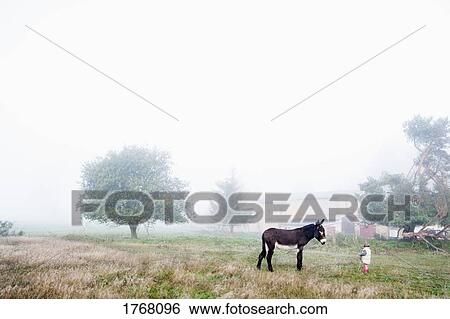 Girl in foggy rural field with donkey View Large Photo Image Stock Photograph - Girl in foggy rural field with donkey. Fotosearch