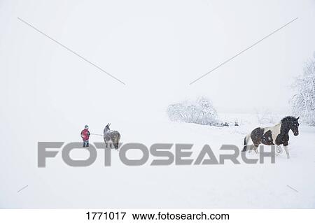Girl in snowy field with donkey and horse View Large Photo Image Stock Photo - Girl in snowy field with donkey and horse. Fotosearch