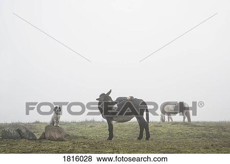 Girl laying on back of donkey in rural field View Large Photo Image Stock Photo - Girl laying on back of donkey in rural field. Fotosearch