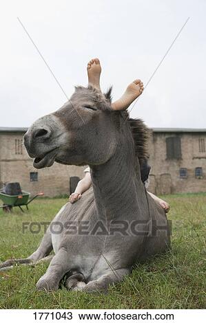 Stock Image - Girl laying on donkey. Fotosearch