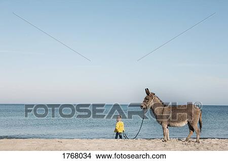 Picture - Girl leading donkey on beach, Wiendorf, Mecklenburg-Vorpommern, Germany. Fotosearch