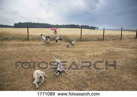 Stock Photo - Girl playing on farm with goats and dogs. Fotosearch