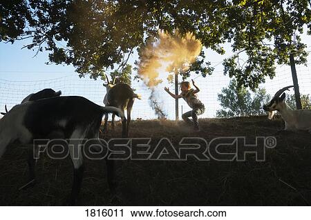 Girl playing with goats on rural farm View Large Photo Image Stock Image - Girl playing with goats on rural farm. Fotosearch