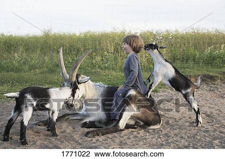 Girl playing with goats View Large Photo Image Stock Image - Girl playing with goats. Fotosearch