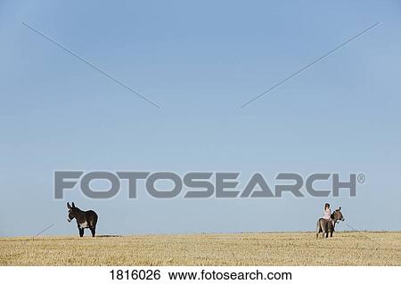 Stock Photograph - Girl riding donkey in sunny rural field. Fotosearch