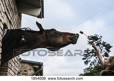Girl showing tulip to curious horse leaning out barn window View Large Photo Image Stock Photo - Girl showing tulip to curious horse leaning out barn window. Fotosearch