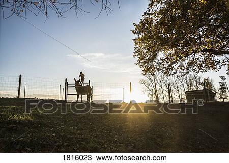 Stock Image - Girl standing on goat on rural farm at sunset. Fotosearch
