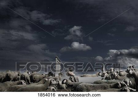 Girl surrounded by sheep hugging lamb on bed in rural field View Large Photo Image Stock Photograph - Girl surrounded by sheep hugging lamb on bed in rural field. Fotosearch