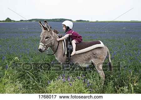 Stock Photo - Girl wearing helmet, riding donkey in rural field with flowers. Fotosearch