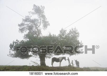 Stock Image - Girl with dog, donkey and horse under rural tree in foggy field. Fotosearch