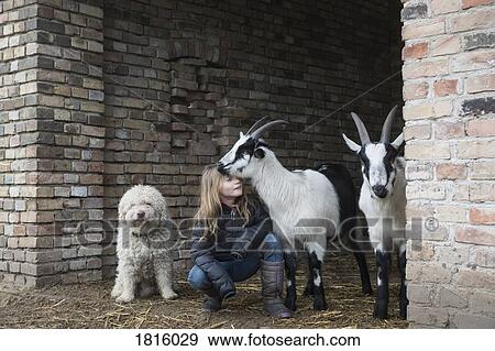 Girl with goats and dog in barn doorway View Large Photo Image Stock Photo - Girl with goats and dog in barn doorway. Fotosearch