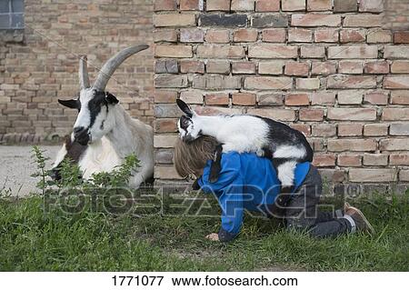 Goat on top of girl View Large Photo Image Stock Photo - Goat on top of girl. Fotosearch