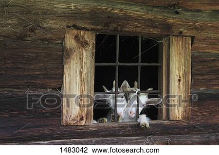 Stock Image - Goats at window of old wooden house. Fotosearch