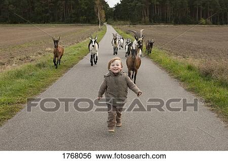 Stock Photograph - Goats following cute girl on rural road. Fotosearch