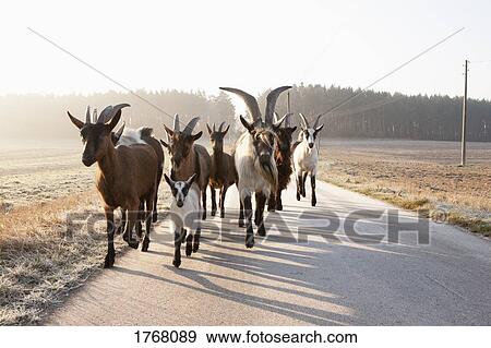 Goats running on rural road View Large Photo Image Stock Photo - Goats running on rural road. Fotosearch