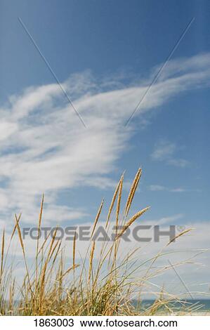 Golden beach grass below sunny, idyllic blue sky with clouds View Large Photo Image Stock Image - Golden beach grass below sunny, idyllic blue sky with clouds. Fotosearch