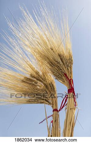 Picture - Golden wheat bundles against sunny blue sky. Fotosearch