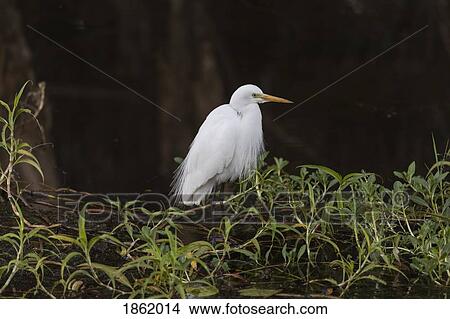 Great white egret, Kakadu National Park, Australia View Large Photo Image Picture - Great white egret, Kakadu National Park, Australia. Fotosearch