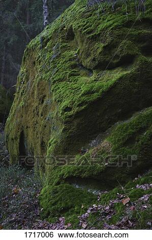 Green moss on rock in forest, Elbe Sandstone Mountains, Germany View Large Photo Image Stock Photograph - Green moss on rock in forest, Elbe Sandstone Mountains, Germany. Fotosearch
