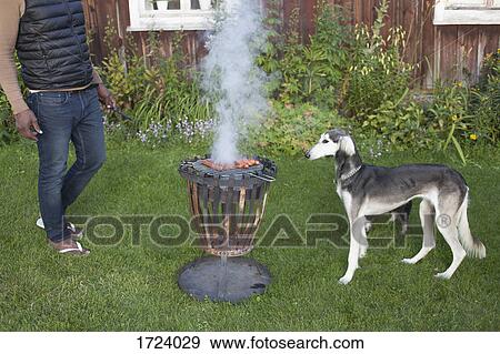 Stock Photo - Greyhound looking at barbecue grill while standing by man in yard. Fotosearch