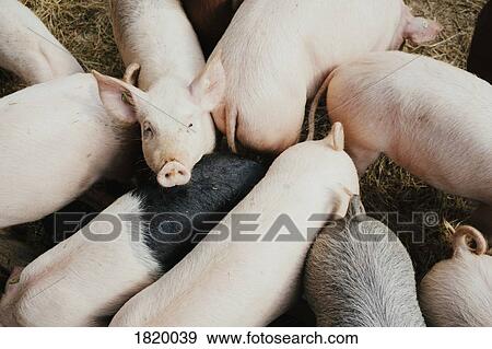 Stock Photo - Group of piglets. Fotosearch