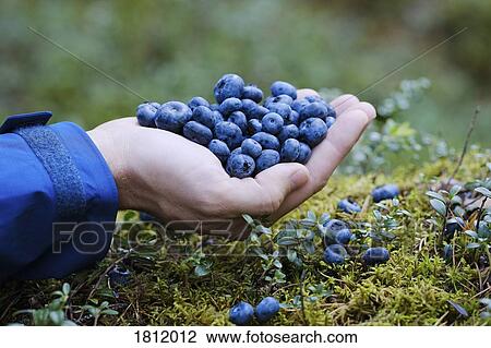 Hand cupping fresh, ripe blueberries View Large Photo Image Stock Image - Hand cupping fresh, ripe blueberries. Fotosearch