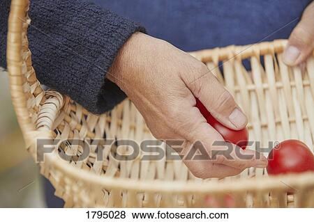Stock Photo - Hand harvesting fresh, ripe red tomatoes in basket. Fotosearch