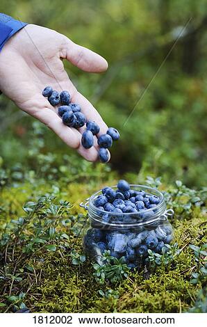 Stock Image - Hand holding fresh, ripe blueberries. Fotosearch