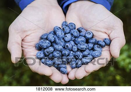 Hands cupping fresh, ripe blueberries View Large Photo Image Stock Photo - Hands cupping fresh, ripe blueberries. Fotosearch