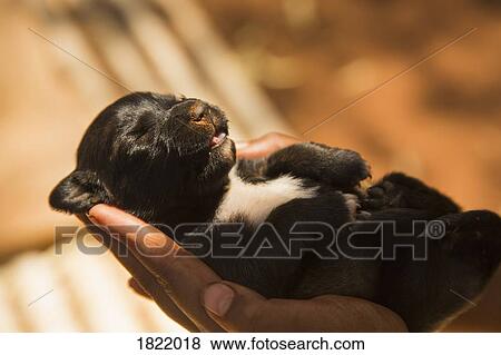 Hands cupping newborn puppy View Large Photo Image Stock Photo - Hands cupping newborn puppy. Fotosearch