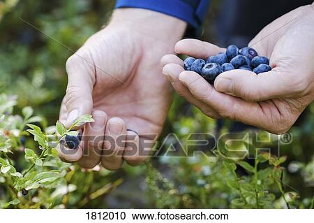 Hands picking fresh, ripe blueberries View Large Photo Image Stock Image - Hands picking fresh, ripe blueberries. Fotosearch