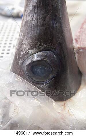 Head of swordfish for sale View Large Photo Image Stock Photo - Head of swordfish for sale. Fotosearch