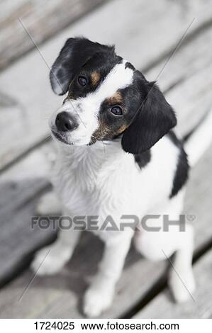 High angle portrait of dog sitting View Large Photo Image Stock Photography - High angle portrait of dog sitting. Fotosearch