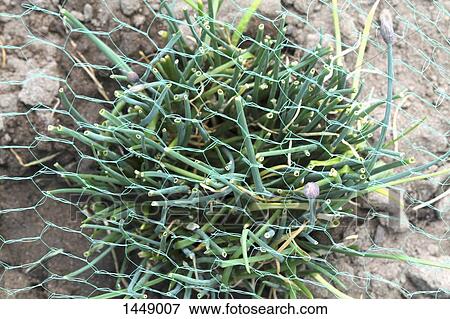 High angle view, close-up of net over spring onion plant View Large Photo Image Stock Photo - High angle view, close-up of net over spring onion plant. Fotosearch