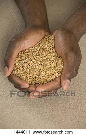 High angle view of barley in cupped hands at table View Large Photo Image Stock Image - High angle view of barley in cupped hands at table. Fotosearch