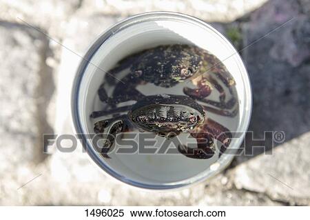 High angle view of crabs in bucket View Large Photo Image Stock Photography - High angle view of crabs in bucket. Fotosearch