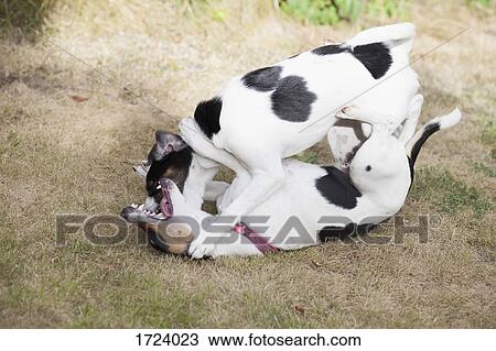 Stock Image - High angle view of dogs rough housing on grass. Fotosearch