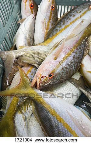 High angle view of fish in basket View Large Photo Image Picture - High angle view of fish in basket. Fotosearch