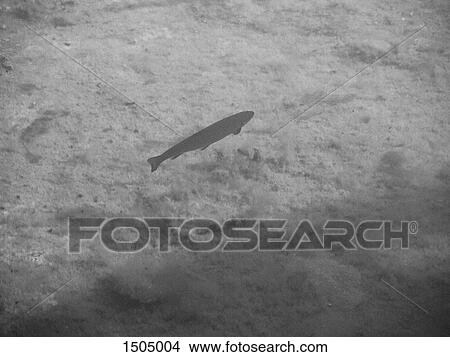 High angle view of fish swimming in water View Large Photo Image Picture - High angle view of fish swimming in water. Fotosearch