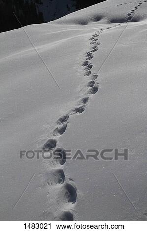 High angle view of footprints on snow covered field View Large Photo Image Stock Image - High angle view of footprints on snow covered field. Fotosearch