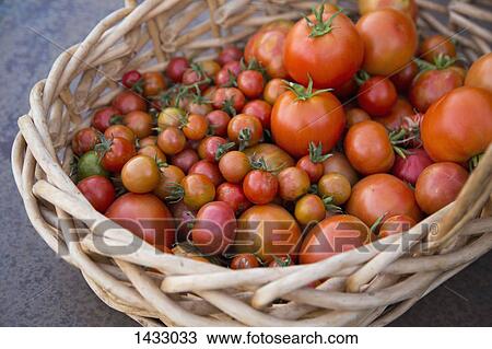 High angle view of fresh tomatoes in wicker basket View Large Photo Image Stock Image - High angle view of fresh tomatoes in wicker basket. Fotosearch