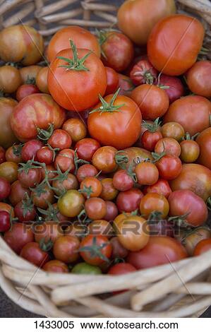 High angle view of fresh tomatoes in basket View Large Photo Image Stock Photography - High angle view of fresh tomatoes in basket. Fotosearch
