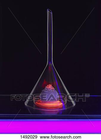 High angle view of illuminated seafood in flask against black background View Large Photo Image Stock Photo - High angle view of illuminated seafood in flask against black background. Fotosearch